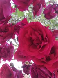Close-up of rose bouquet