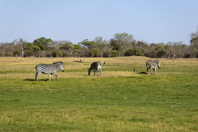 View of zebras on grassy field