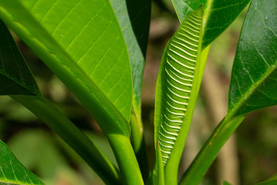 Close-up of green leaves