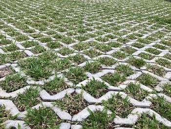 High angle view of snow covered field