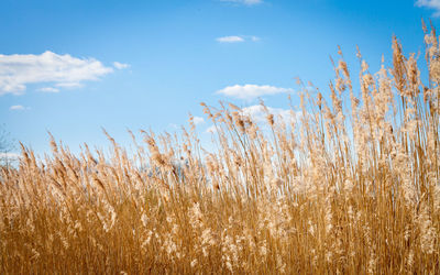 View of stalks in field against blue sky