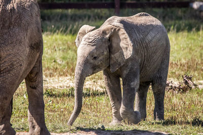 Elephant in a field