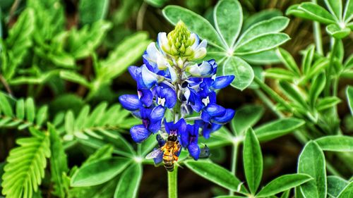 Close-up of blue flowering plant