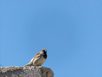 Low angle view of owl perching against clear blue sky