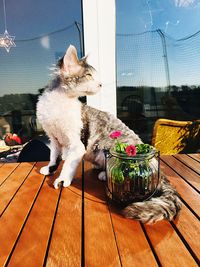 Cat sitting on potted plant