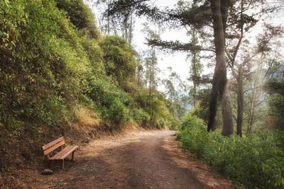 Road amidst trees in forest