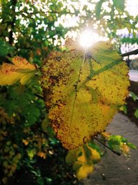 Close-up of yellow leaves on plant