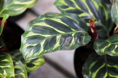 Closeup of the veined leaves on a calathea.