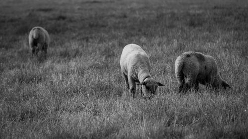 Sheep grazing in a field