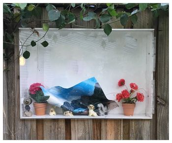 Potted plants on wooden wall