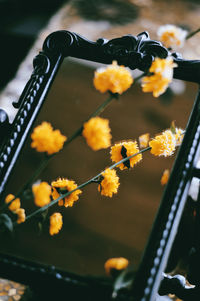 Close-up of yellow flowering plant