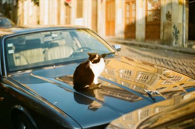 Close-up of bird perching on car