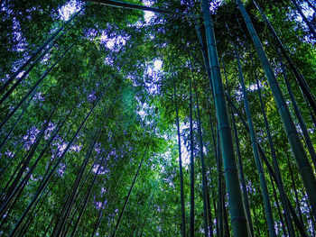 Low angle view of bamboo trees in forest