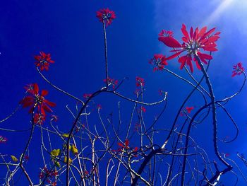 Low angle view of red flowers against blue sky