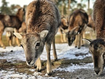 Close-up of sheep standing on field