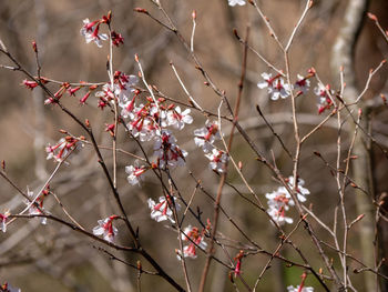 Close-up of cherry blossoms in spring