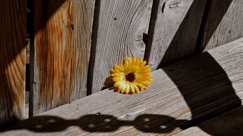 High angle view of yellow flower on wooden planks