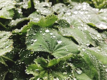 Full frame shot of wet plants during winter