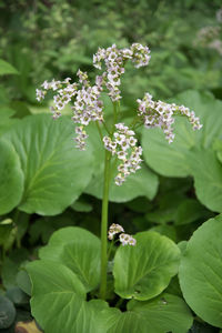 Close-up of purple flowering plant