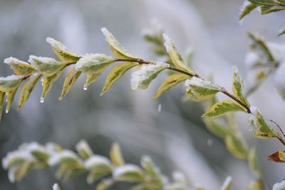 Close-up of fresh plant