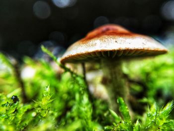 Close-up of mushroom growing outdoors