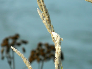 Close-up of plant