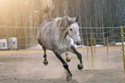 Horse standing in ranch