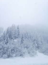 Trees on snow covered landscape against sky