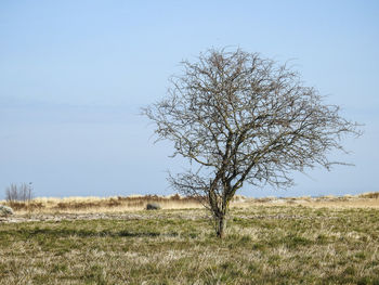 Bare tree on field against clear sky