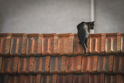 Cat on wall