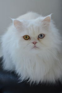 Close-up portrait of white cat