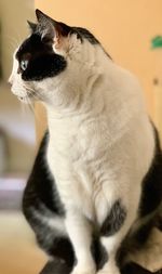 Close-up of cat looking away