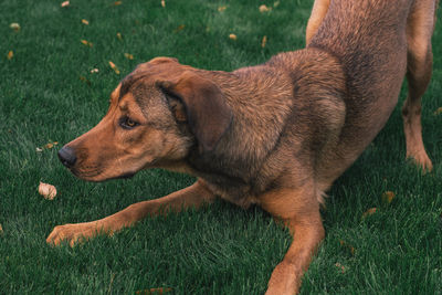 Close-up of a dog looking away