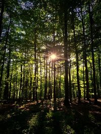 Sunlight streaming through trees in forest