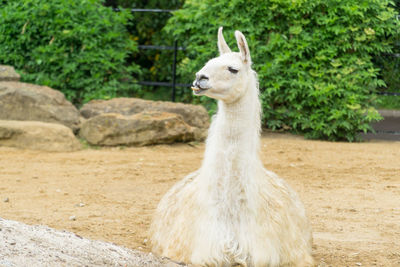 Portrait of an larma on field