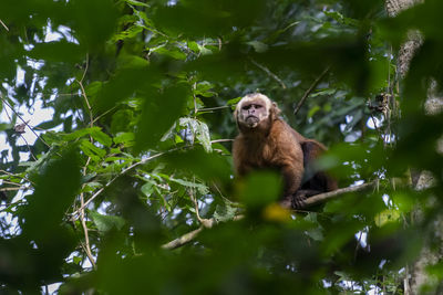 Low angle view of monkey on tree