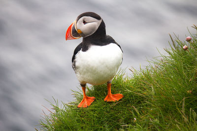 Close-up of bird perching on a plant