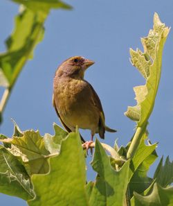 Low angle view of bird perching on plant