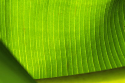 Full frame shot of green leaf
