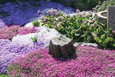 Purple flowering plants in garden