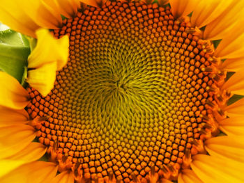 Close-up of sunflower