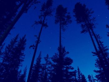 Low angle view of trees against blue sky