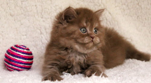 Cat looking away on rug at home