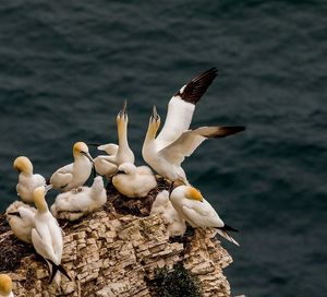 High angle view of gannets on rock against sea