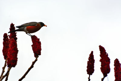 Bird perching on branch against sky