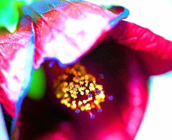 Close-up of red flower