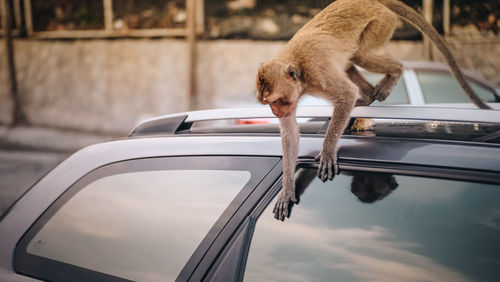 View of monkey drinking from car