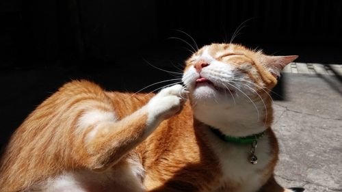 Close-up of ginger cat scratching face while lying on footpath