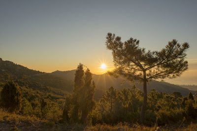 Sunlight streaming through trees on landscape against sky during sunset