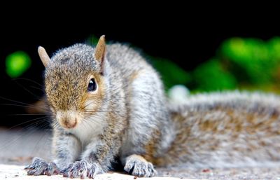 Close-up of squirrel on field